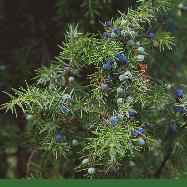 Rastlina Juniperus communis